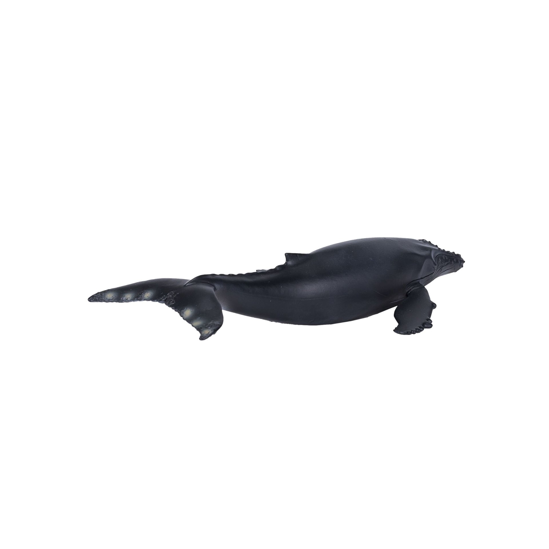 Mojo Humpback Whale