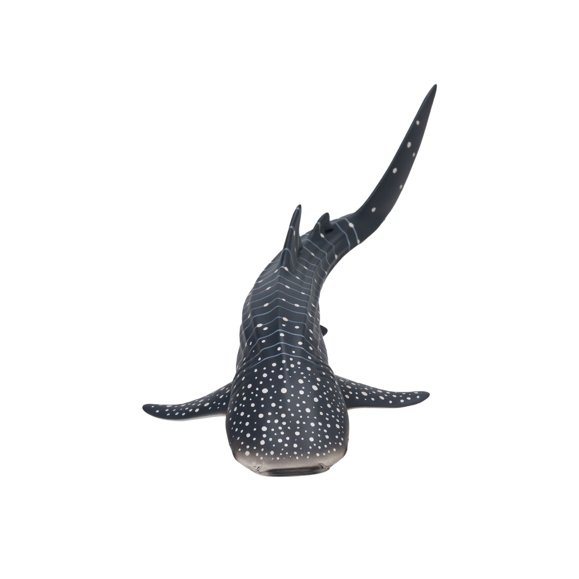 Mojo Whale Shark