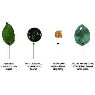 Oli & Carol Chlorophyll Leaf Teether