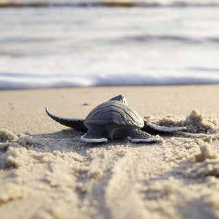 Safari Ltd Sea Turtle Baby