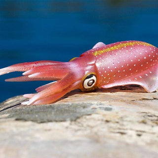 Safari Ltd Reef Squid