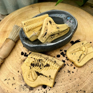 Yellow Door Dig & Discover - Pliosaur & Stegosaurus