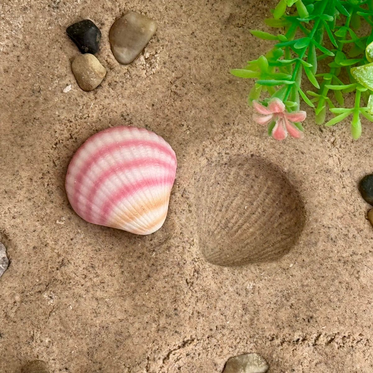 Yellow Door Sensory Play Stones - Seashells