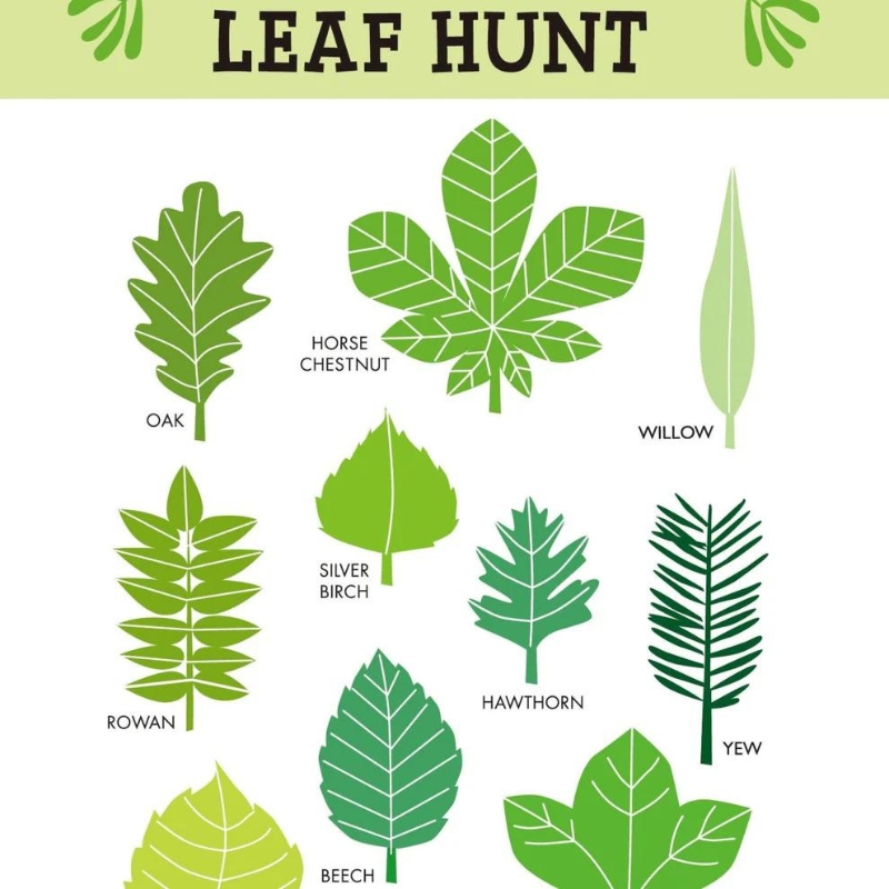 Tender Leaf Forest Trail Kit